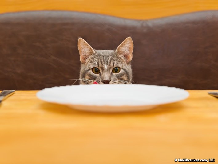 5 foods your cat  should never eat OnMilwaukee