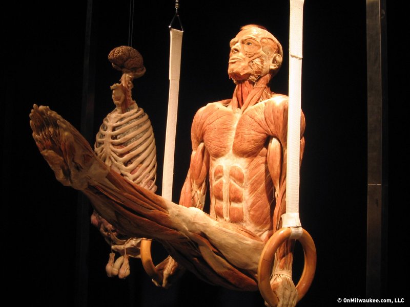 preserved bodies on display