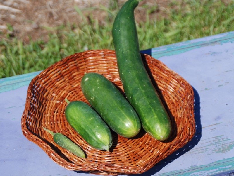 Cucumbers - Harvst