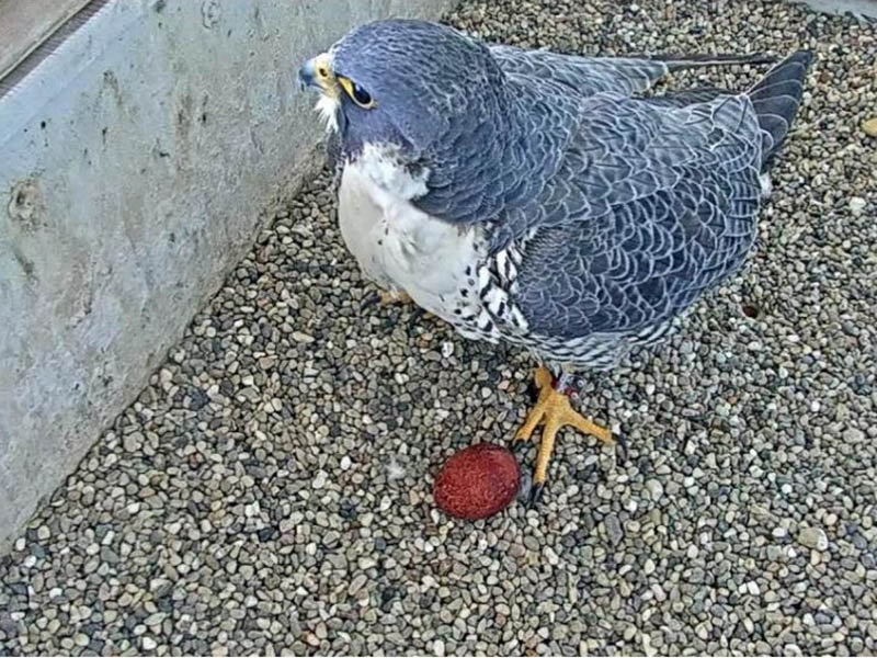 5 Falcons in Washington State - Bird Feeder Hub