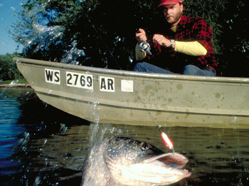Musky (and salmon) mania take Wisconsin autumn by storm