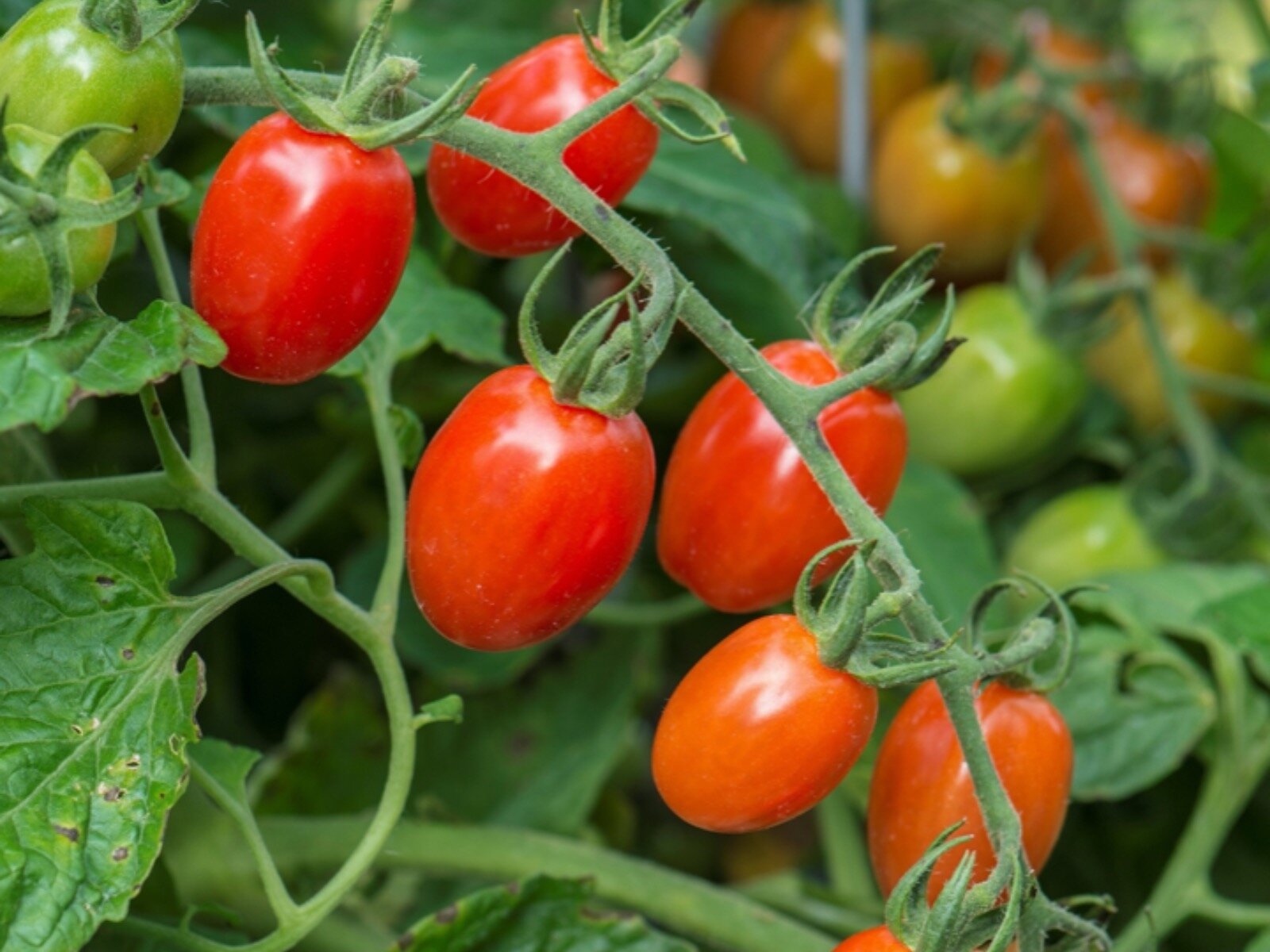 When to Plant Tomatoes in May - Considering Local Climate & Type of Growing Situation