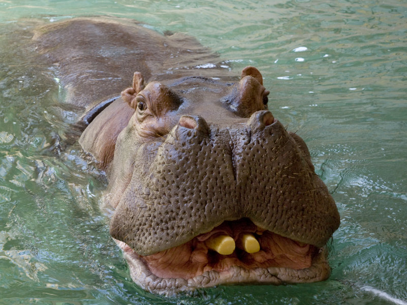 Happy Hippo Puddles (@happy_hippo) / X