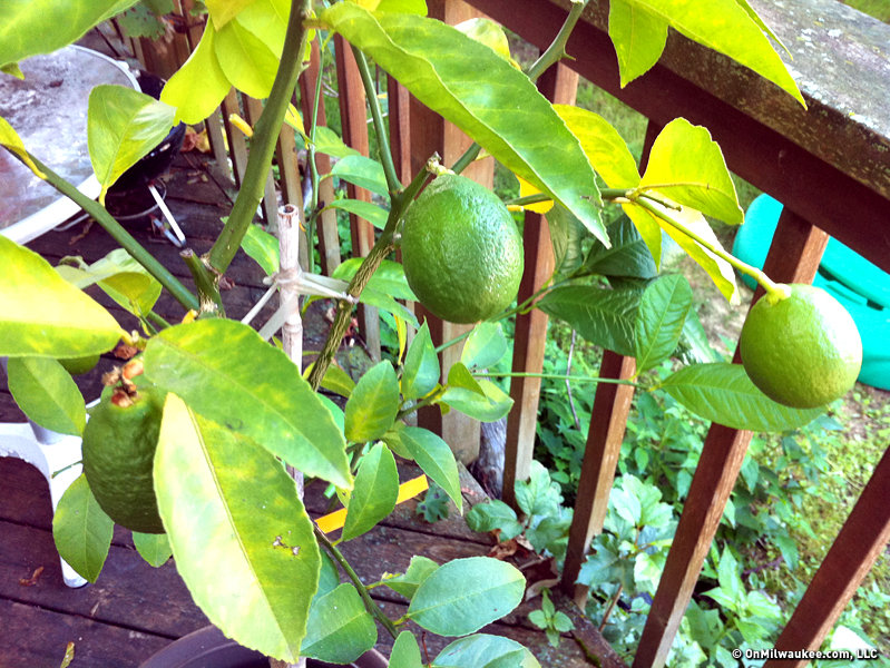 when-wife-gives-you-a-lemon-tree-make-lemons