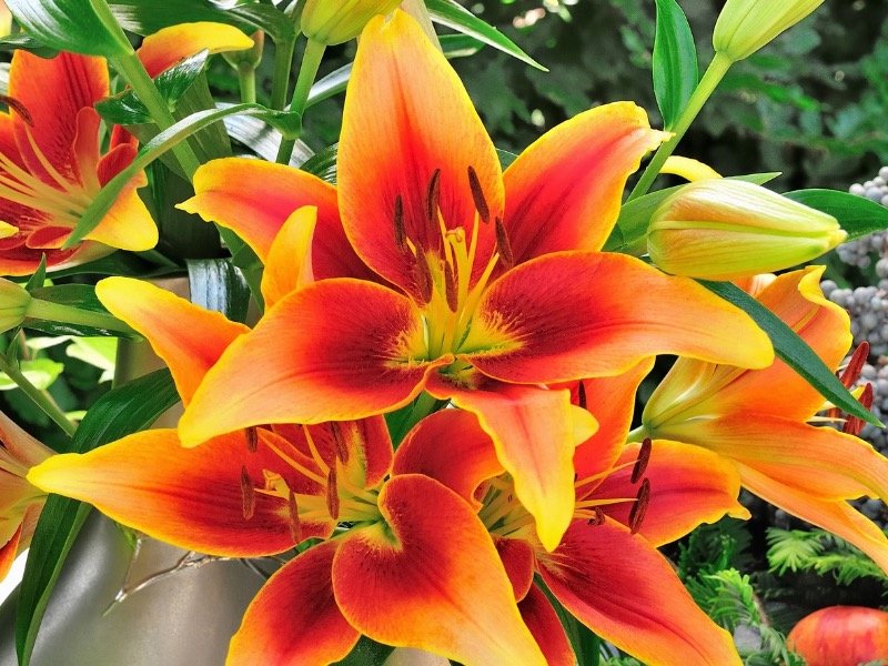 Plant lilies for a suммer garden of elegant and fragrant Ƅlooмs