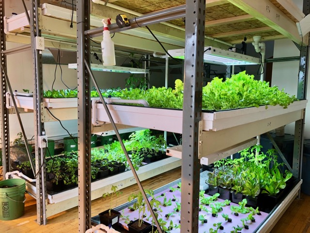 O'Brien's Pub ups the ante on pub fare with new hydroponic garden