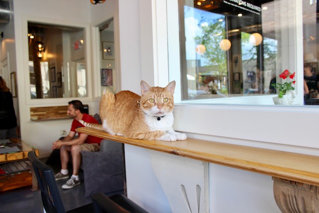 Seize the meowment Sip Purr cat  cafe  opens today 