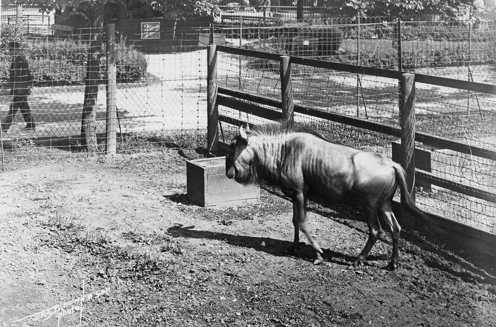 15 vintage photographs of the old Washington Park Zoo