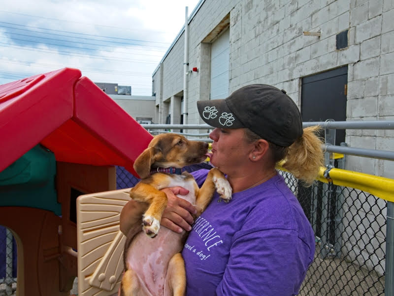 Why are so many Wisconsin dogs rescued from the South?