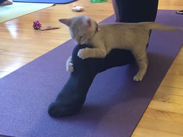 Na-meow-ste: Kitten yoga is a thing