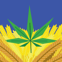Illustration of pot leave parting a barley field.
