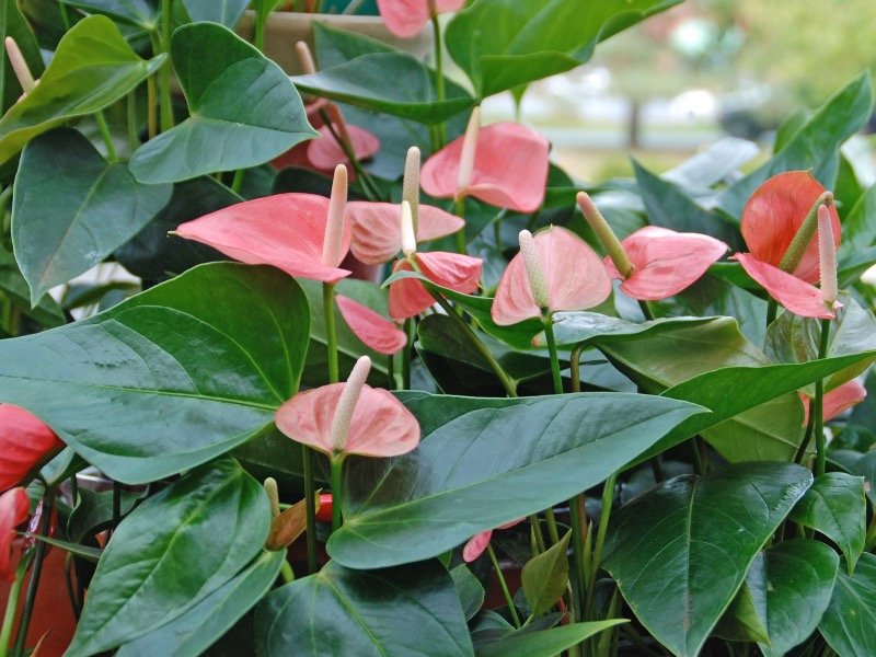 This Valentine's Day, think heart-shaped plants, leaves